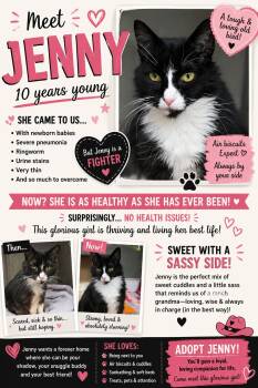 Jenny -  Domestic Long Hair Cat for Adoption in Beaverton, Oregon - Jenny | PetCurious