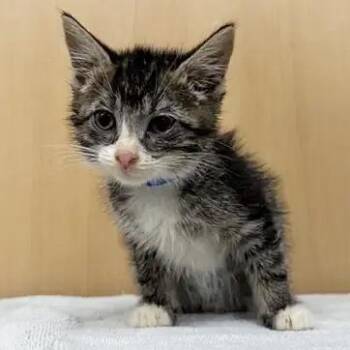 Saul -  Domestic Short Hair Cat for Adoption in Brentwood, Missouri - Saul | PetCurious