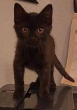 Domestic Short Hair Cats Available for Adoption in Edgewood, New Mexico - Cayenne & Paprika-Bonded Pair  | PetCurious