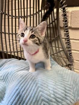 Rescue Domestic Short Hair Cats for Adoption in Lafayette, Indiana - Betty | PetCurious