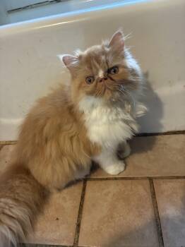 Madeline -  Persian Cat for Adoption in Howell, Michigan - Madeline | PetCurious