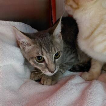 Rescue Domestic Short Hair Cats for Adoption - A562678 | PetCurious