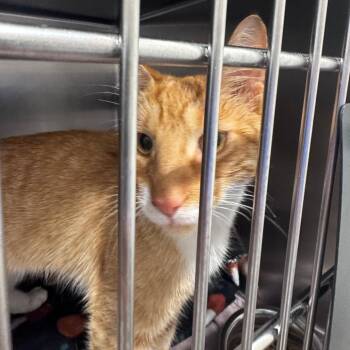 Acorn -  Domestic Short Hair Cat for Adoption in Matteson, Illinois - Acorn | PetCurious