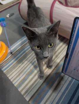 Graycee -  Domestic Short Hair Cat for Adoption in Blaine, Minnesota - Graycee | PetCurious