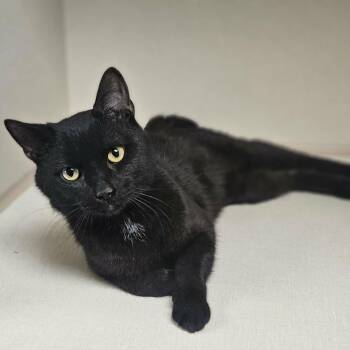 Domestic Short Hair Cats Available for Adoption in Wapakoneta, Ohio - Maxwell | PetCurious