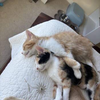 Lindsay Bluth -  Domestic Short Hair Cat for Adoption in Fishers, Indiana - Lindsay Bluth | PetCurious