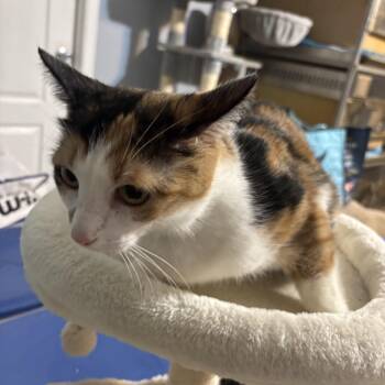 Domestic Short Hair Cats Available for Adoption - Cody | PetCurious