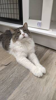 Geralt -  Domestic Long Hair Cat for Adoption in Columbus, Ohio - Geralt | PetCurious