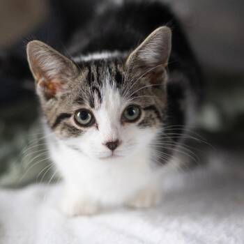 Barcelona -  Domestic Short Hair Cat for Adoption in Wilmington, Delaware - Barcelona | PetCurious