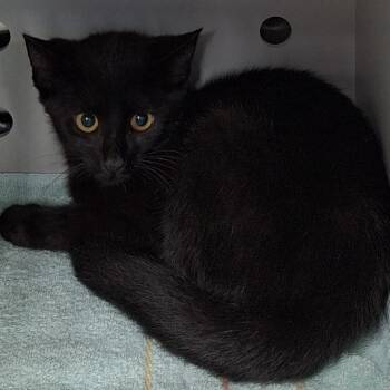 Chili -  Domestic Short Hair and Maine Coon Cat for Adoption in Montgomery, Alabama - Chili | PetCurious