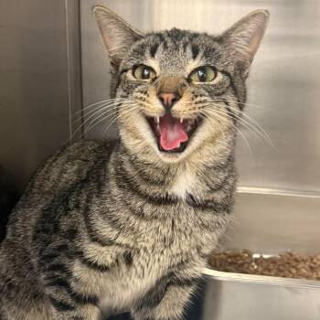 Elsa U1540 -  Domestic Short Hair Cat for Adoption in Spokane, Washington - Elsa U1540 | PetCurious