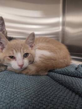 Domestic Short Hair Cats Available for Adoption in Westland, Michigan - Slinky | PetCurious