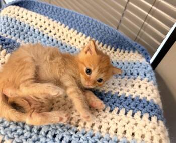 Zest -  Domestic Short Hair and Tabby Cat for Adoption in Batesville, Arkansas - Zest | PetCurious