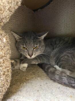 Domestic Short Hair Cats Available for Adoption - Javier | PetCurious