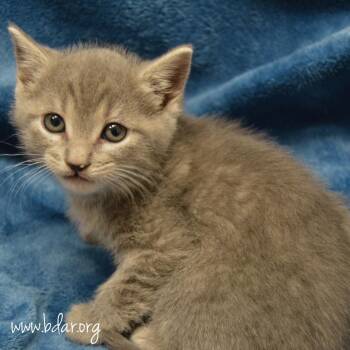 Port -  Domestic Short Hair Cat Available for Adoption in Cheyenne, Wyoming - Port | PetCurious