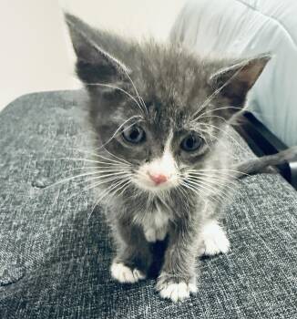 Hall -  Domestic Short Hair Cat for Adoption in Fruit Heights, Utah - Hall | PetCurious