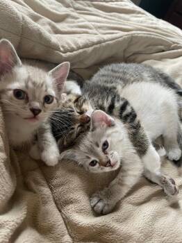 Domestic Short Hair Cats Available for Adoption in Minneapolis, Minnesota - Ava - Pending Adoption / Ivy - Pending Adoption | PetCurious