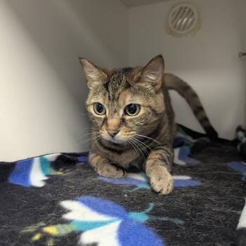 Bean -  Domestic Short Hair Cat for Adoption in Jeffersonville, Indiana - Bean | PetCurious