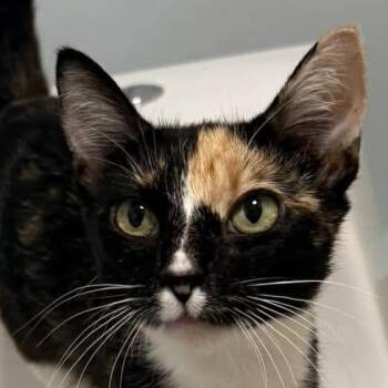 Maple -  Domestic Short Hair Cat for Adoption in Chicago, Illinois - Maple | PetCurious