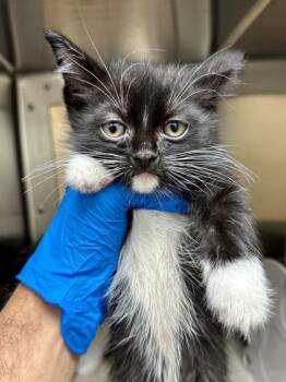 Cory -  Domestic Short Hair Cat for Adoption in Wichita, Kansas - Cory | PetCurious