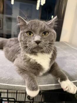 Domestic Short Hair Cats Available for Adoption in St. Peters, Missouri - Lloyd | PetCurious