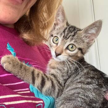 Joey -  Domestic Short Hair Cat for Adoption in Pasadena, California - Joey | PetCurious