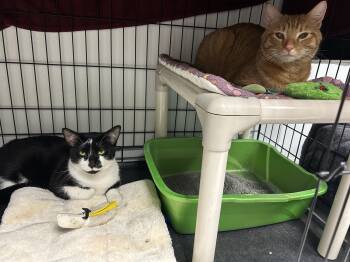Freddie and Brutus -  Domestic Short Hair Cat for Adoption in Cape May, New Jersey - Freddie And Brutus | PetCurious