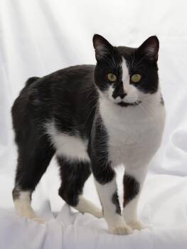 Manx and Domestic Short Hair Cats Available for Adoption - ASHER | PetCurious