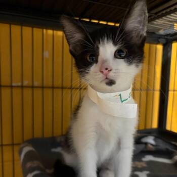 Domestic Short Hair Cats Available for Adoption in Chesapeake, Virginia - Laufey AKA Milkshake | PetCurious