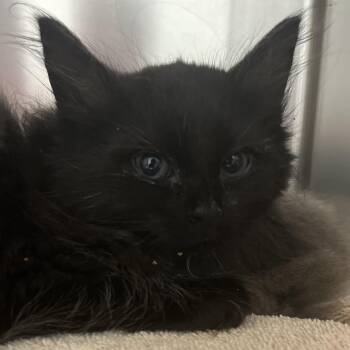 Goblin (Adoption Pending) -  Domestic Long Hair Cat for Adoption in Marshall, Virginia - Goblin (Adoption Pending) | PetCurious