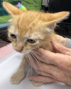 Dobby (Punkin K1) -  Domestic Short Hair Cat for Adoption in Pahrump, Nevada - Dobby (Punkin K1) | PetCurious