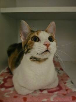 Rescue Domestic Short Hair Cats for Adoption in St. Cloud, Minnesota - Ravioli | PetCurious