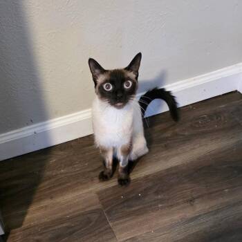 Siamese Cats Available for Adoption - Mocha | PetCurious