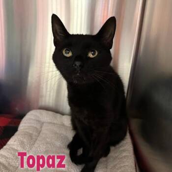 Topaz -  Domestic Short Hair Cat for Adoption in Oak Ridge, Tennessee - Topaz | PetCurious