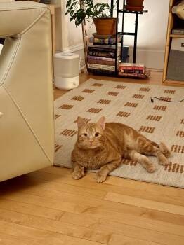 Domestic Short Hair Cats Available for Adoption in Worcester, Massachusetts - Mac | PetCurious