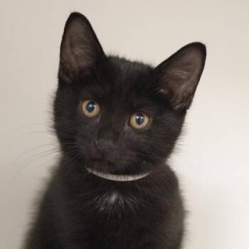 Beetle -  Domestic Short Hair Cat for Adoption in Verona, Wisconsin - Beetle | PetCurious