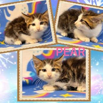 Pear -  Domestic Medium Hair Cat for Adoption in Rensselaer, Indiana - Pear | PetCurious