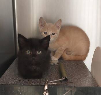 Alexandria Kitten 7(Solo) -  Domestic Short Hair Cat for Adoption in Mocksville, North Carolina - Alexandria Kitten 7(Solo) | PetCurious