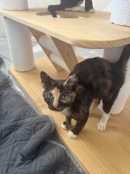 Roxie (Courtesy Post) -  Domestic Short Hair Cat for Adoption in San Jose, California - Roxie (Courtesy Post) | PetCurious
