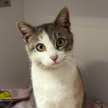Domestic Short Hair Cats Available for Adoption - Dottie | PetCurious