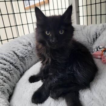 Diamond (orange) -  Domestic Medium Hair Cat Available for Adoption in Belfair, Washington - Diamond (orange) | PetCurious