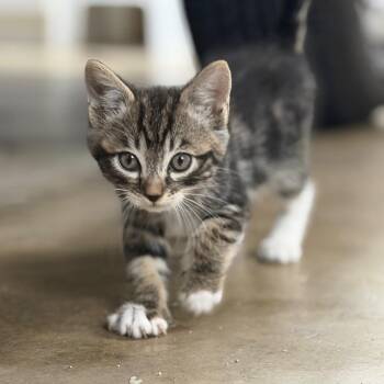 Domestic Short Hair Cats Available for Adoption in Long Beach, California - Crackle | PetCurious