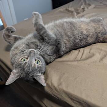 Penelope -  Domestic Short Hair Cat for Adoption in Woodstock, Virginia - Penelope | PetCurious