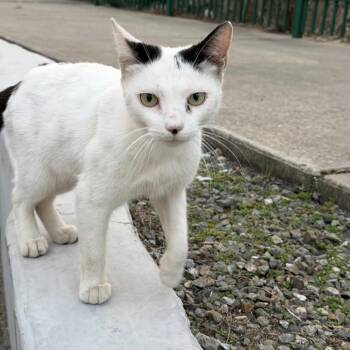 Tuxedo Cats Available for Adoption in Bayonne, New Jersey - Snowbelle | PetCurious