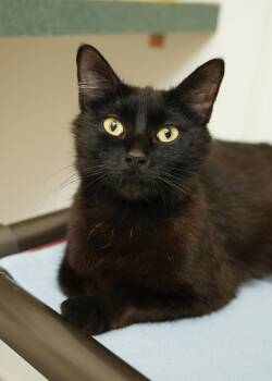 Tajin -  Domestic Short Hair Cat for Adoption in Boise, Idaho - Tajin | PetCurious