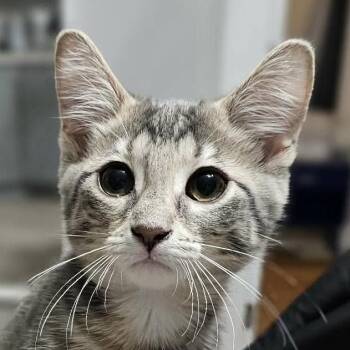 Mochi -  Domestic Short Hair Cat for Adoption in Chicago, Illinois - Mochi | PetCurious