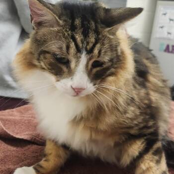 Jasper -  Domestic Medium Hair Cat for Adoption in Murray, Utah - Jasper | PetCurious