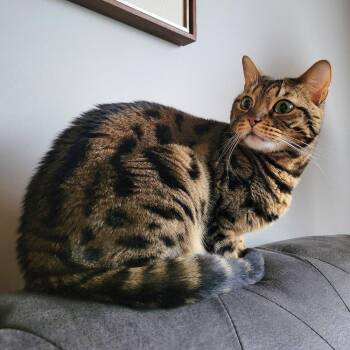Rescue Bengal Cats for Adoption in Abbotsford, British Columbia - Amara | PetCurious