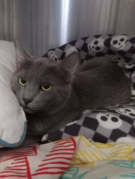 Rescue Domestic Short Hair Cats for Adoption in Fort Walton Beach, Florida - ZADDY | PetCurious