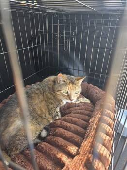 Domestic Short Hair Cats Available for Adoption in Fort Lauderdale, Florida - KATIE | PetCurious